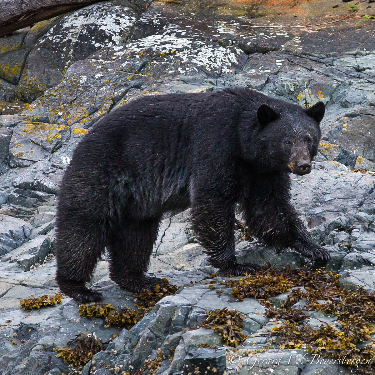 Чёрный медведь (Ursus americanus) Фото №4