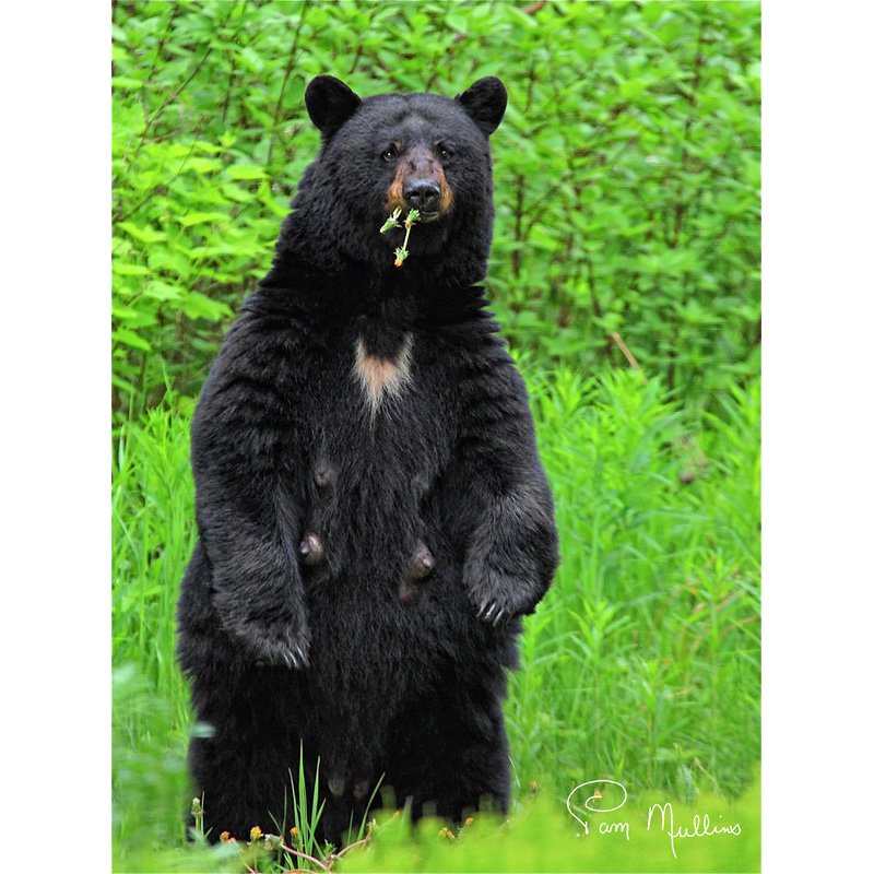 Чёрный медведь (Ursus americanus) Фото №5