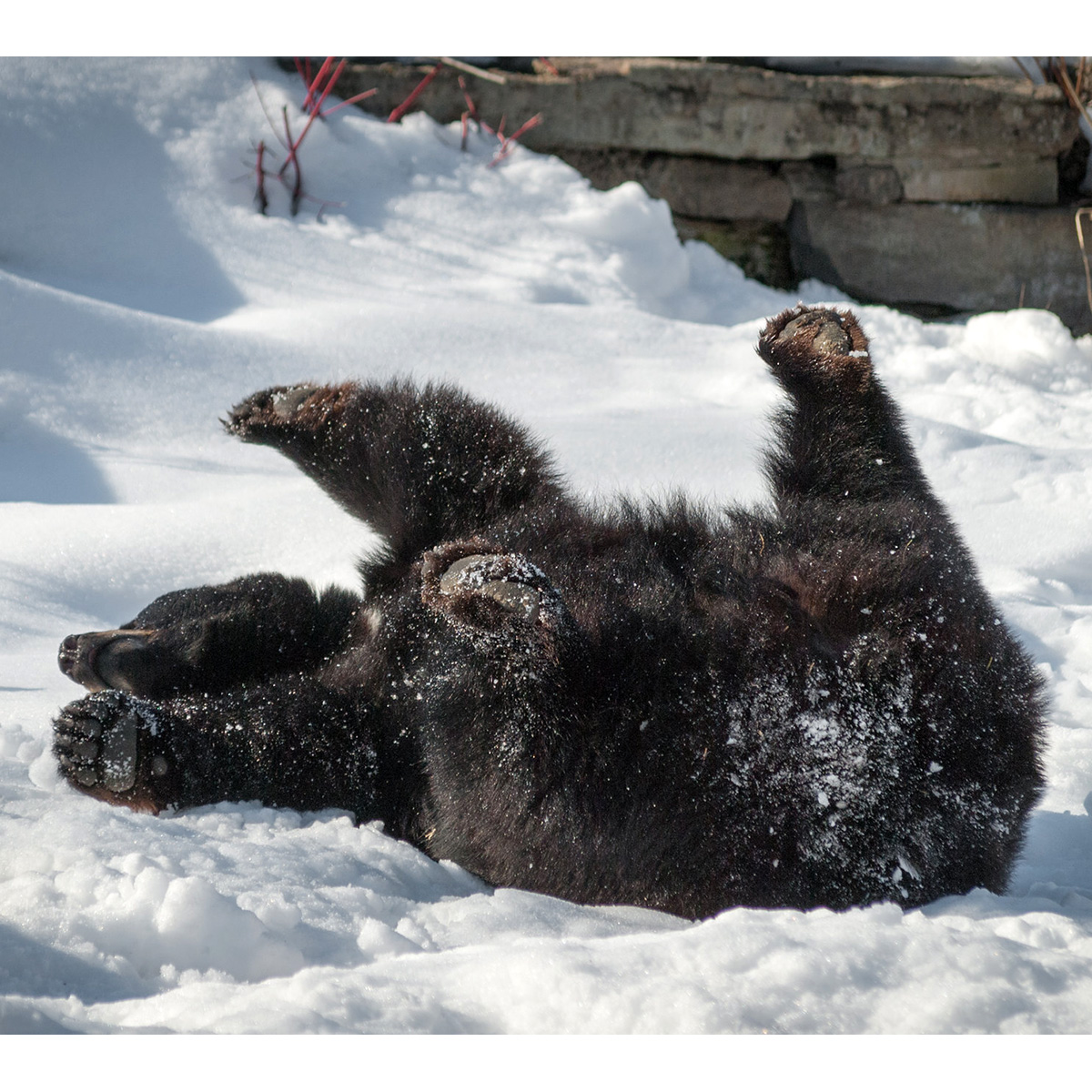 Чёрный медведь (Ursus americanus) Фото №6