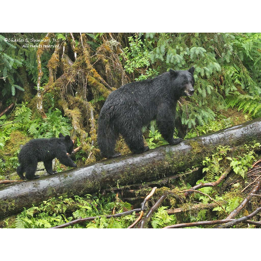 Чёрный медведь (Ursus americanus) Фото №8