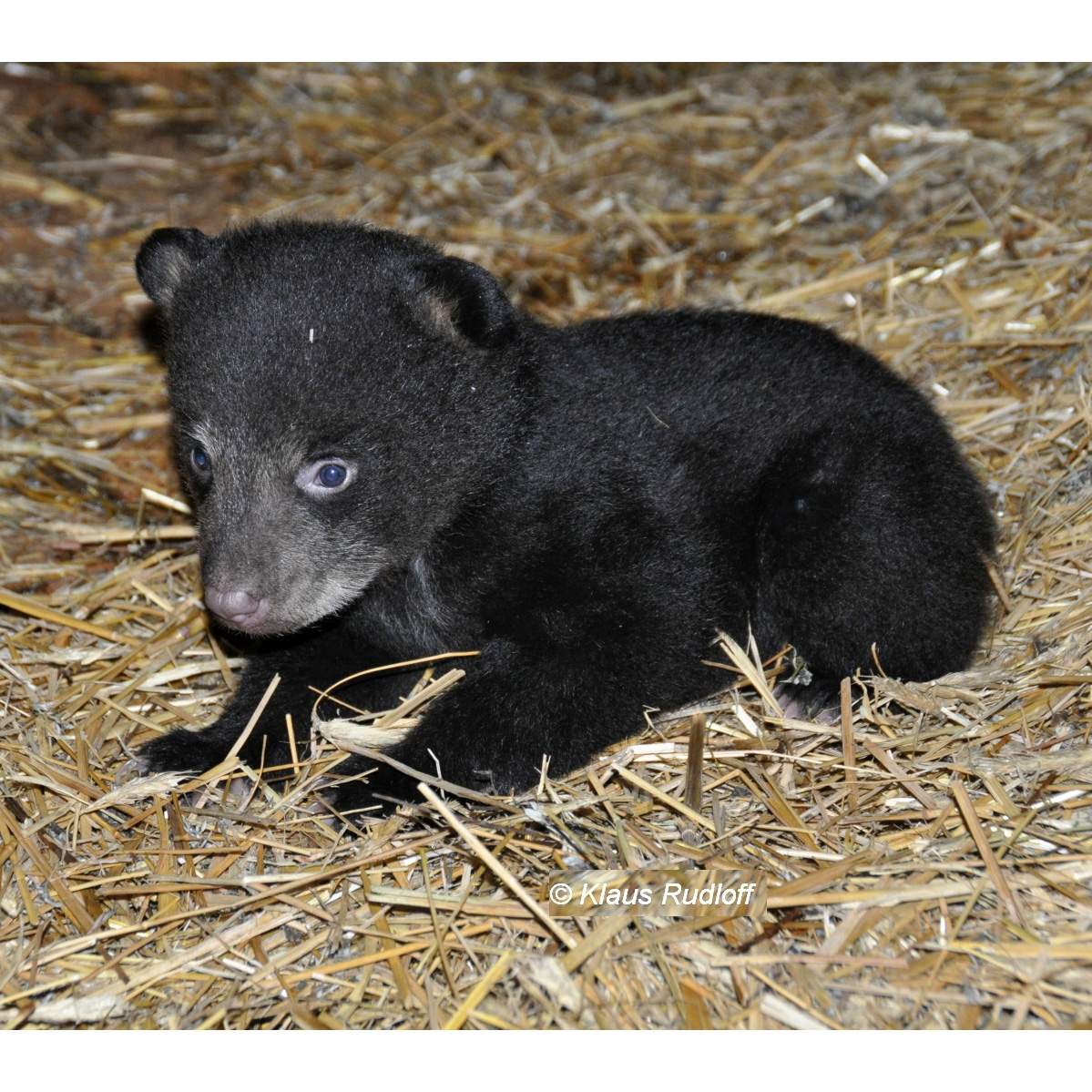 Чёрный медведь (Ursus americanus) Фото №9