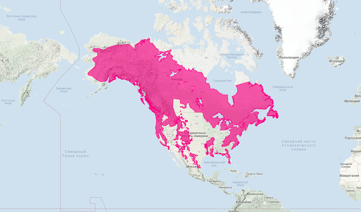 Чёрный медведь (Ursus americanus) Ареал обитания на карте