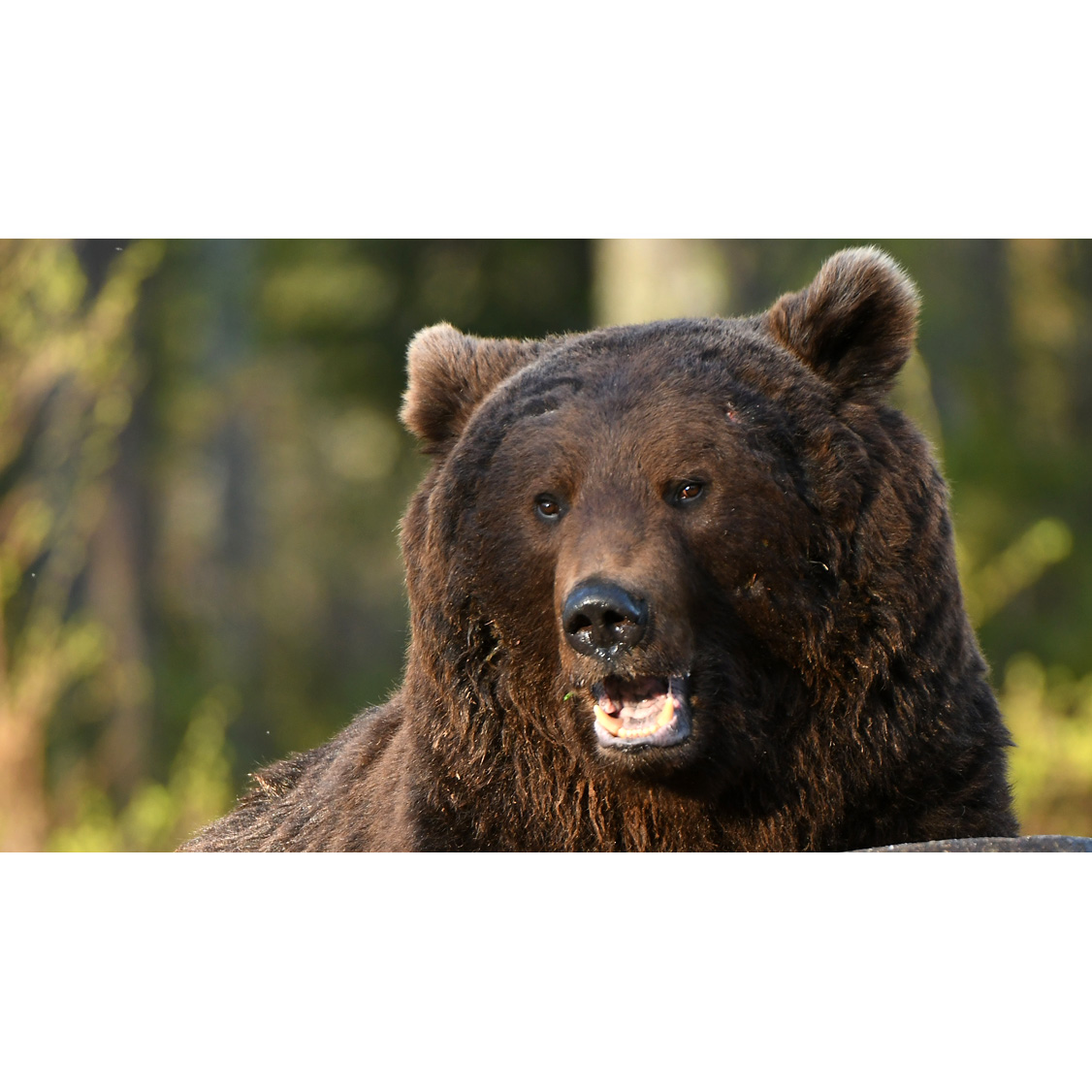 Бурый медведь (Ursus arctos) Фото №10