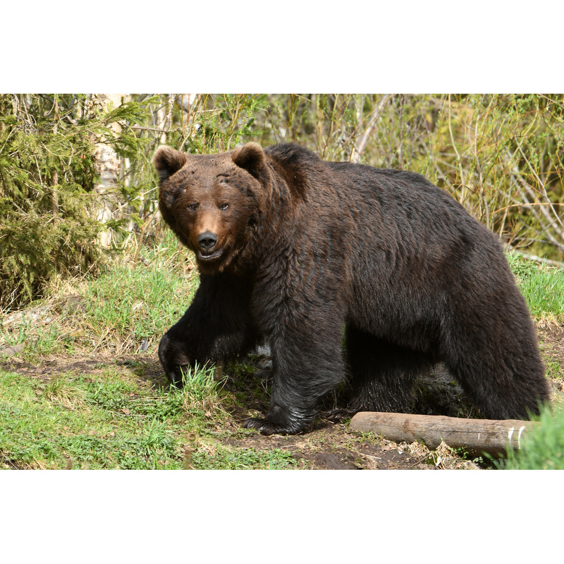 Бурый медведь (Ursus arctos) Фото №2