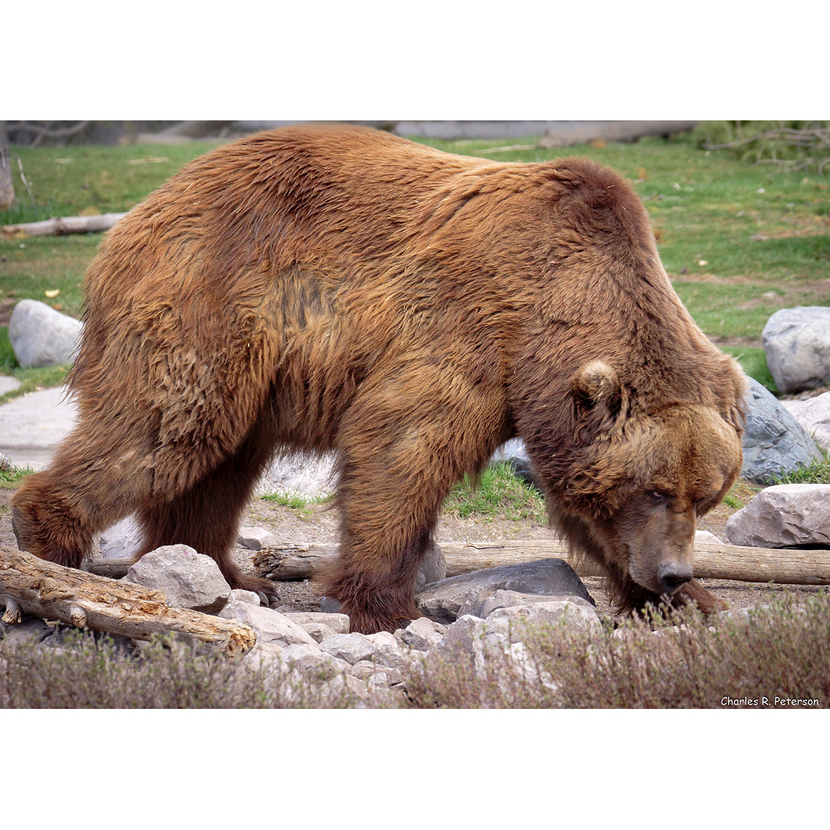 Бурый медведь (Ursus arctos) Фото №3