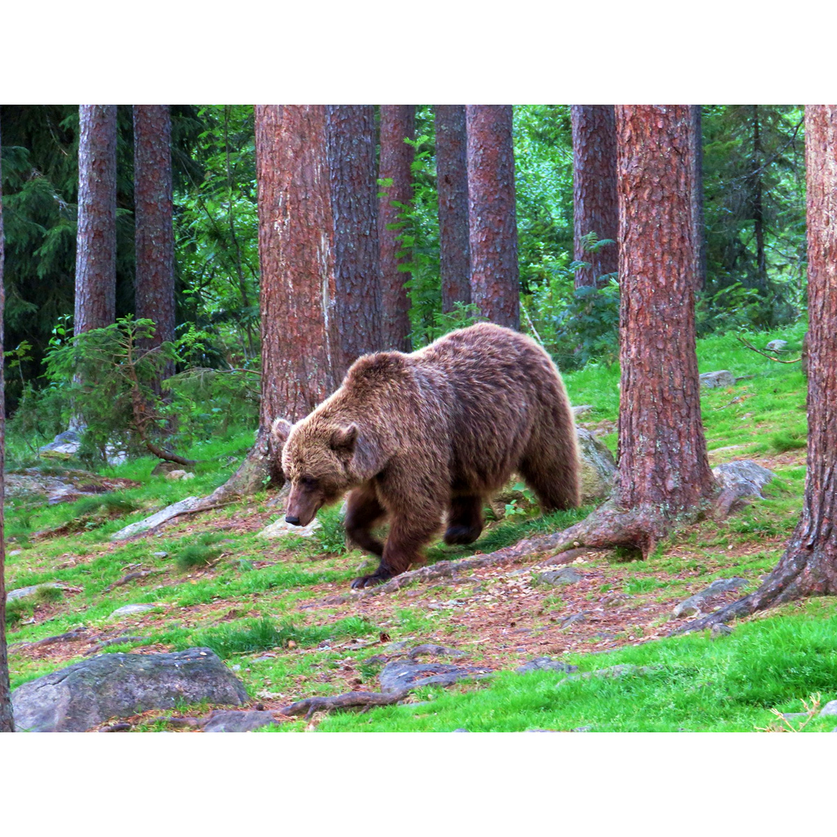 Бурый медведь (Ursus arctos) Фото №4