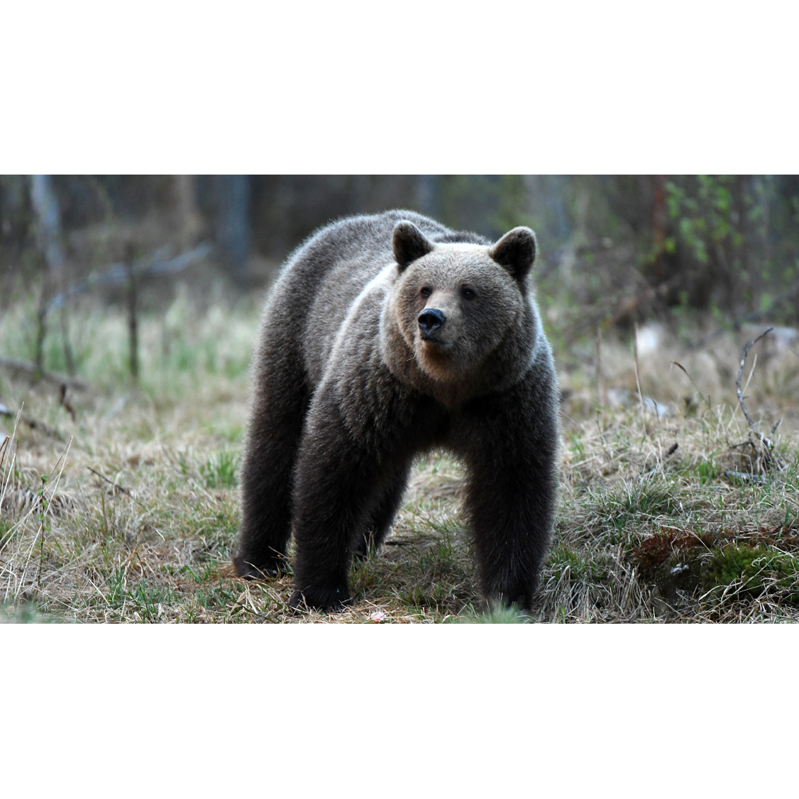 Бурый медведь (Ursus arctos) Фото №5