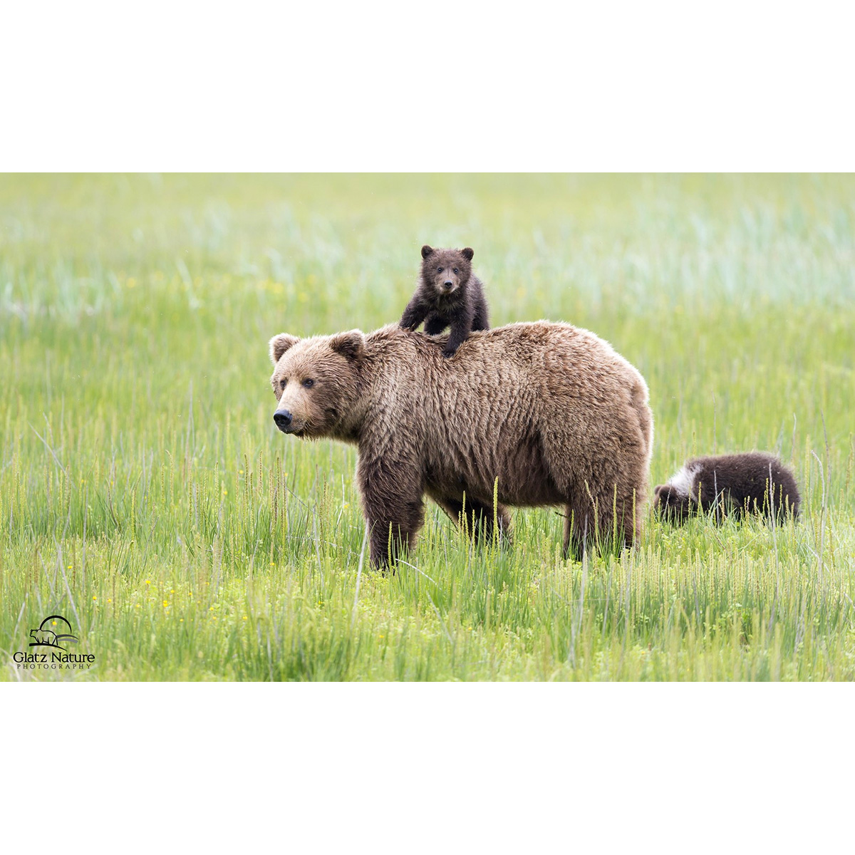 Бурый медведь (Ursus arctos) Фото №8