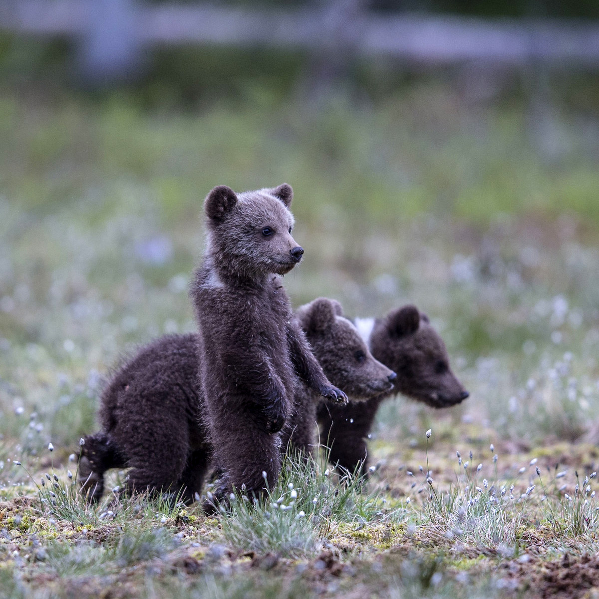 Бурый медведь (Ursus arctos) Фото №9