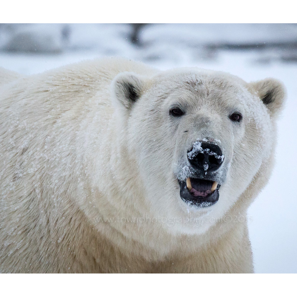 Белый медведь (Ursus maritimus) Фото №10