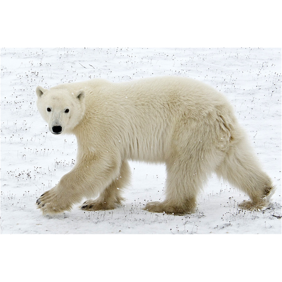 Белый медведь (Ursus maritimus) Фото №2