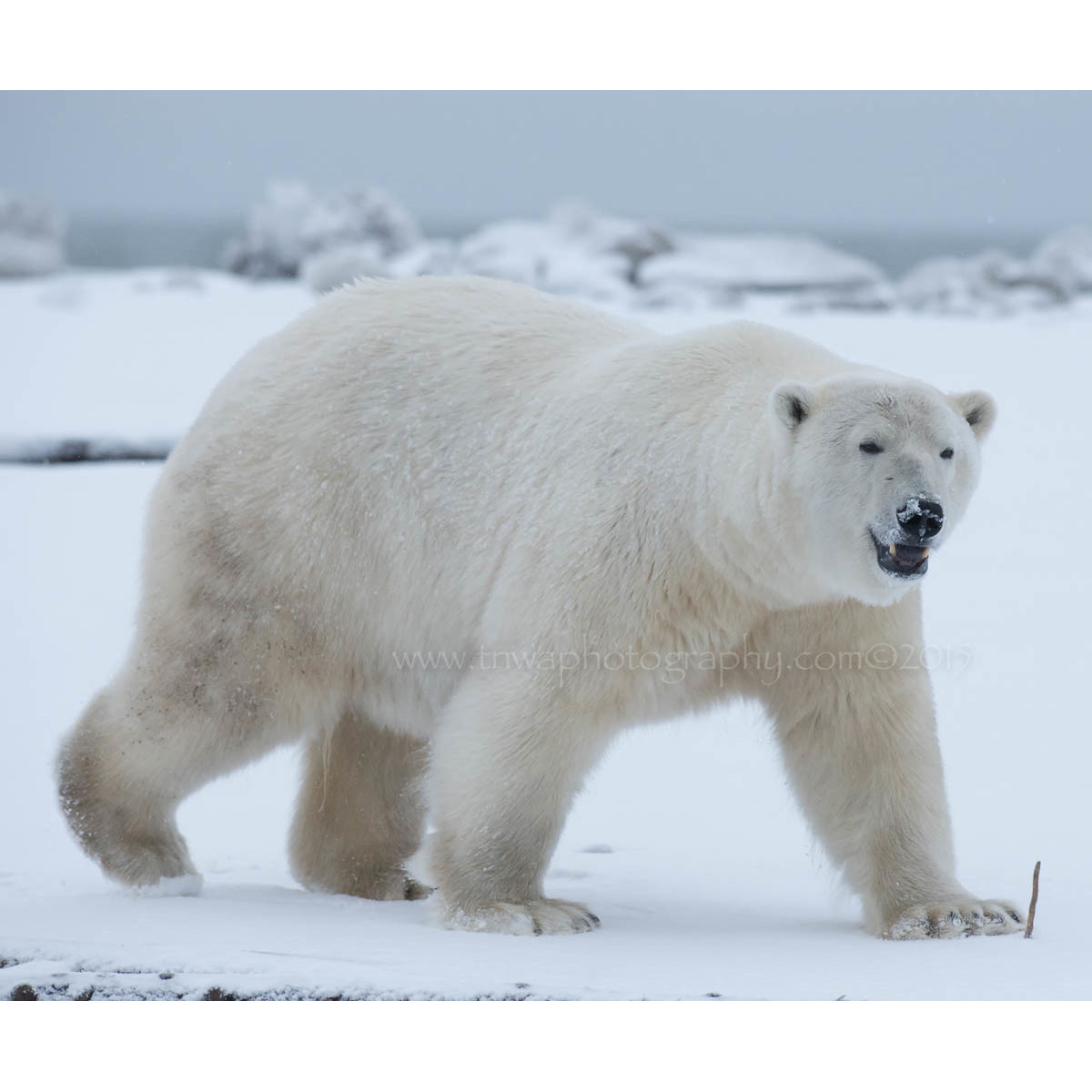 Белый медведь (Ursus maritimus) Фото №3