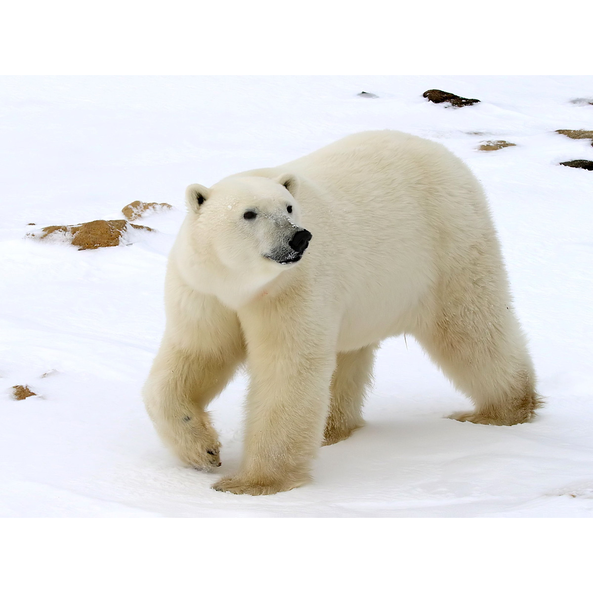 Белый медведь (Ursus maritimus) Фото №4