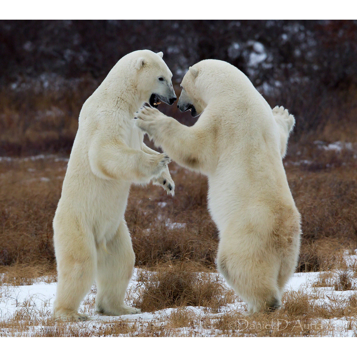 Белый медведь (Ursus maritimus) Фото №6