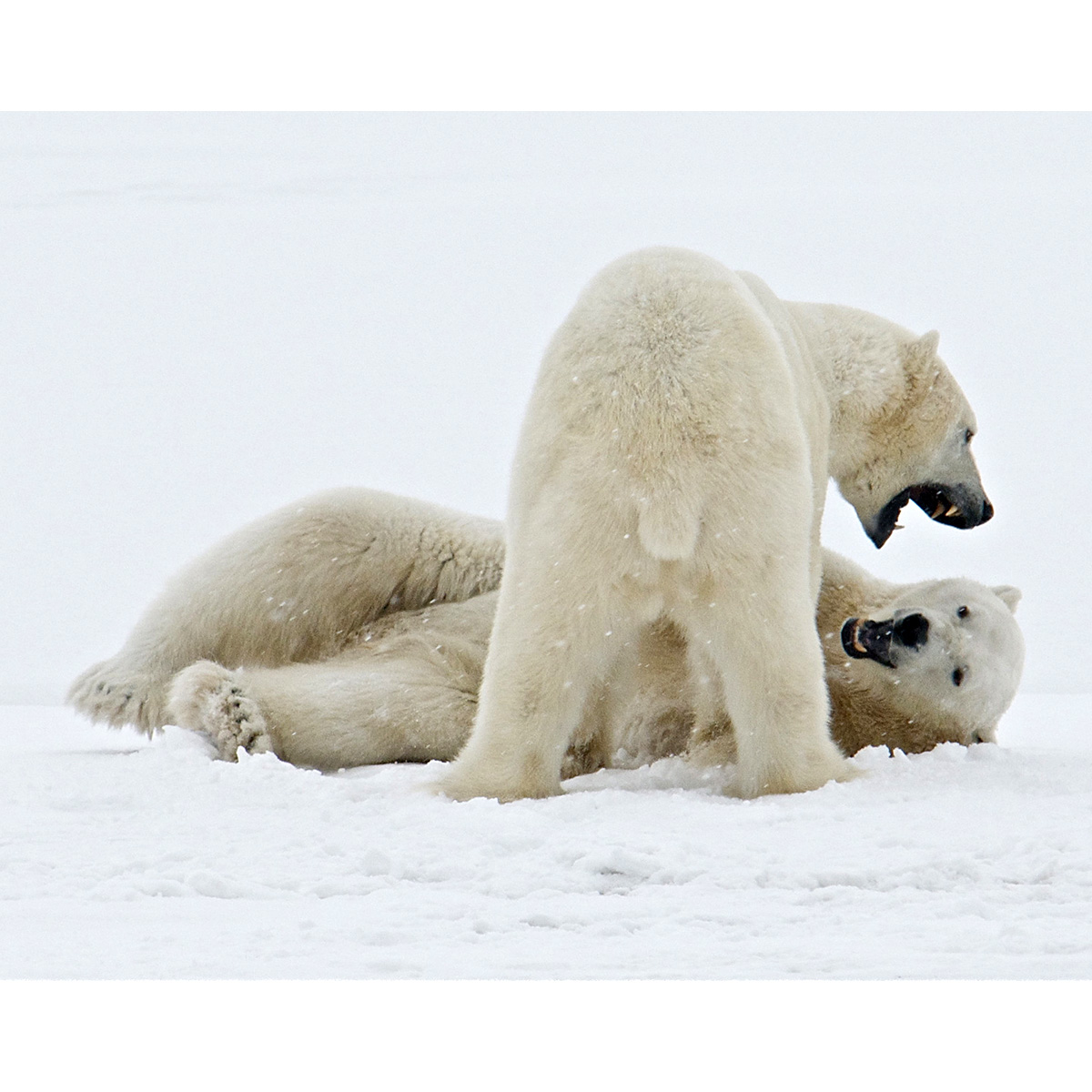 Белый медведь (Ursus maritimus) Фото №7