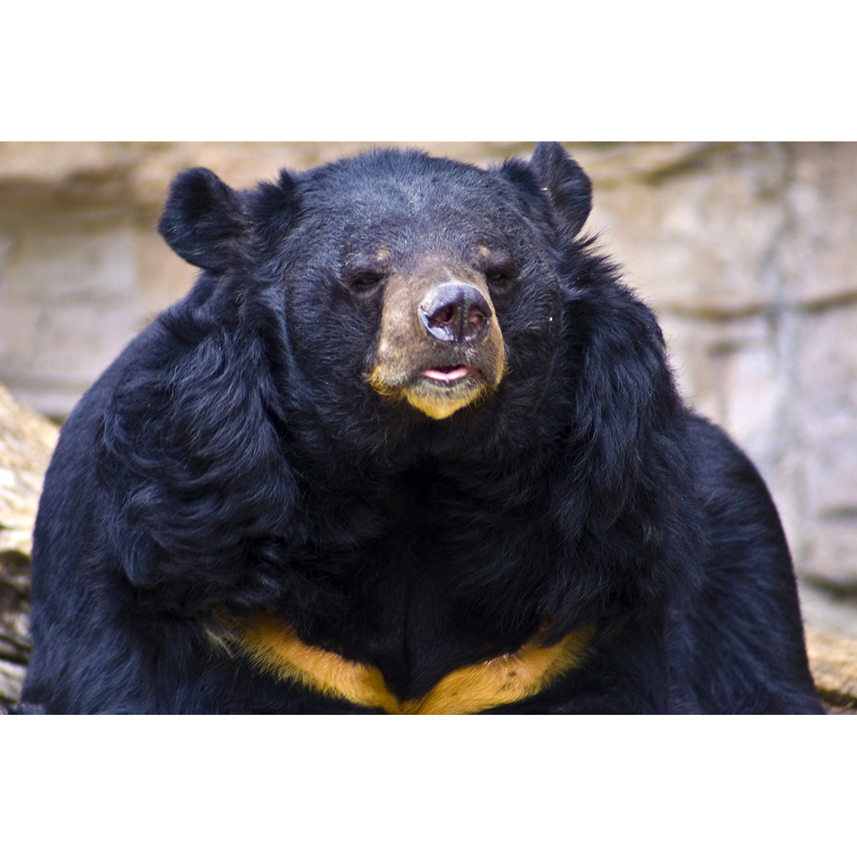 Гималайский медведь (Ursus thibetanus) Фото №10