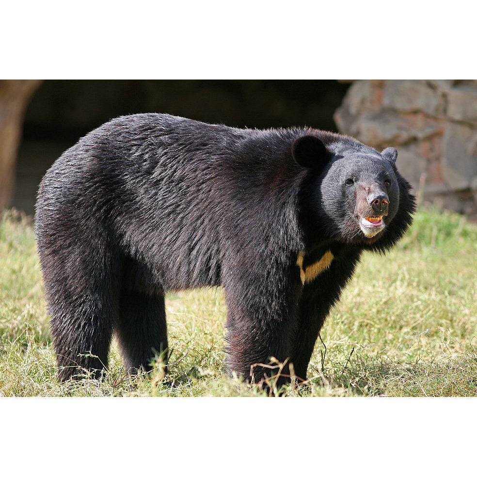 Гималайский медведь (Ursus thibetanus) Фото №3