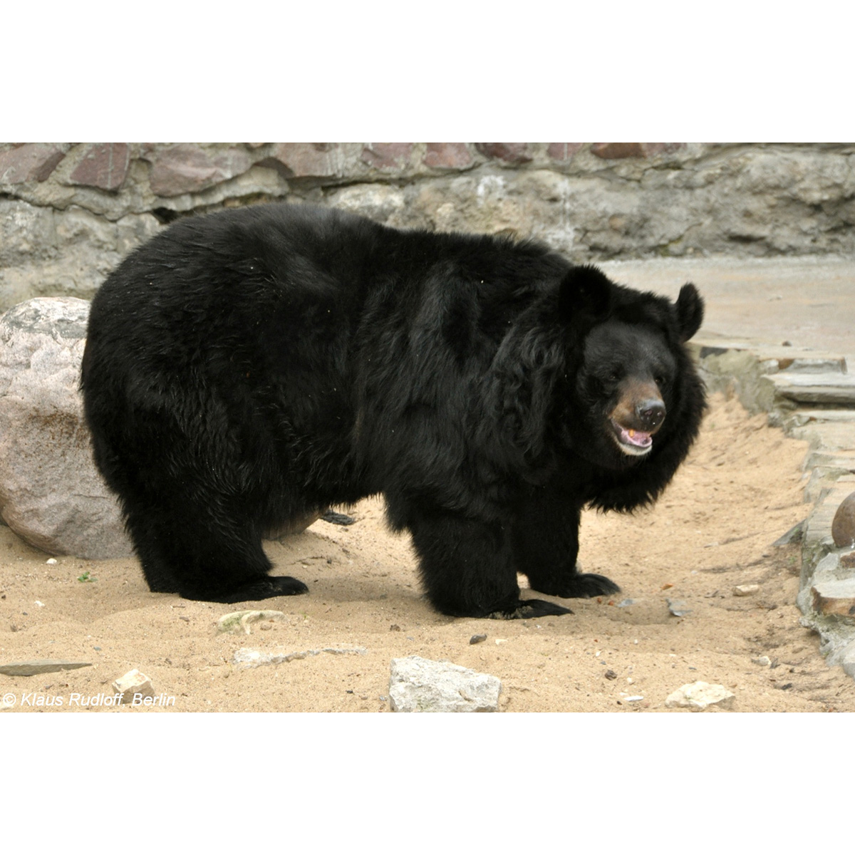Гималайский медведь (Ursus thibetanus) Фото №4