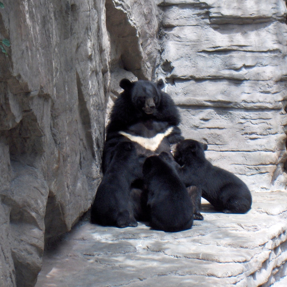 Гималайский медведь (Ursus thibetanus) Фото №8