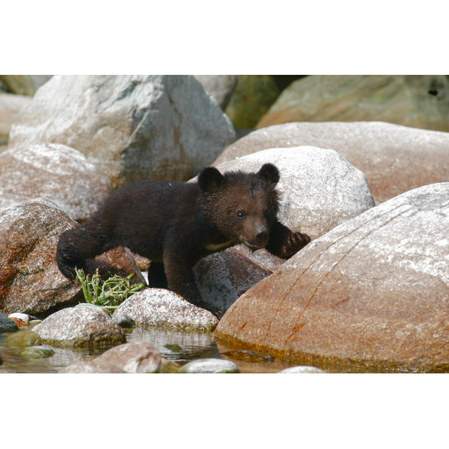 Гималайский медведь (Ursus thibetanus) Фото №9