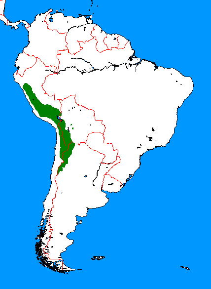Vicugna vicugna Ареал обитания на карте