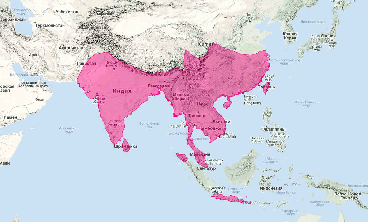 Малая цивета (Viverricula indica) Ареал обитания на карте