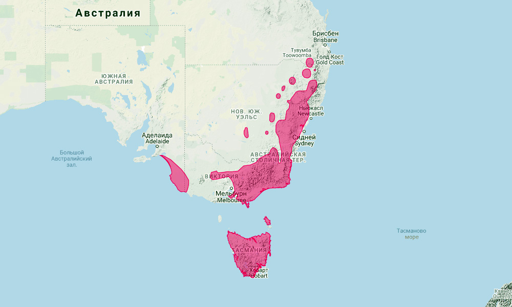 Короткошёрстный вомбат (Vombatus ursinus) Ареал обитания на карте
