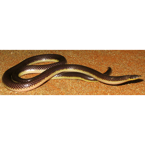  Род Иглоносые змеи  фото