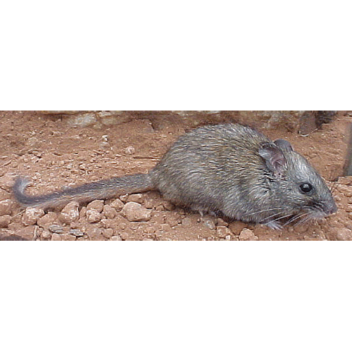 Род Толстохвостые крысы  фото